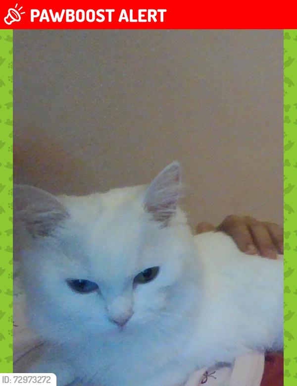 Lost Female Cat last seen salter road, Greater London, England SE16 5PP