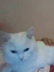 Lost Female Cat last seen salter road, Greater London, England SE16 5PP
