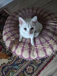 Reunited Male Cat last seen Clockhouse Lane Primary School, Greater London, England RM5 3QP