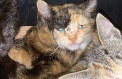 Shelter Stray Female Cat last seen , 1850 W 60th St, Los Angeles, CA 90047, USA