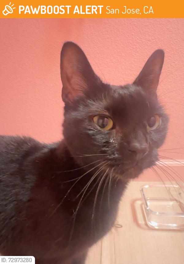 Found/Stray Unknown Cat last seen Lina St. , San Jose, CA 95136