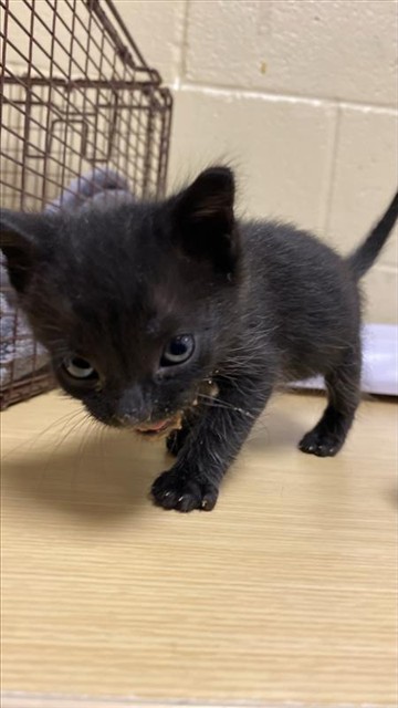 Shelter Stray Male Cat last seen NITEL CT & FRANCESCA ST, 2127 Front St, Sacramento, CA 95818, USA