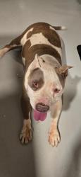 Found/Stray Male Dog last seen Desert Inn and Maryland, Las Vegas, NV 89169