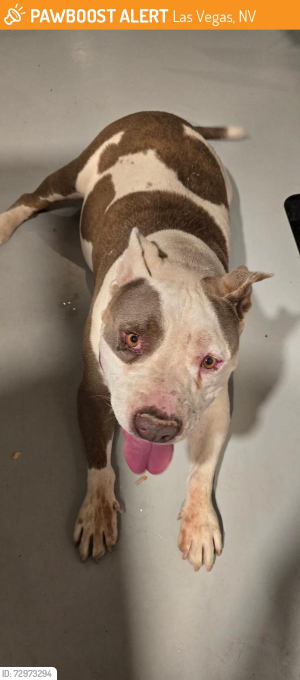Found/Stray Male Dog last seen Desert Inn and Maryland, Las Vegas, NV 89169