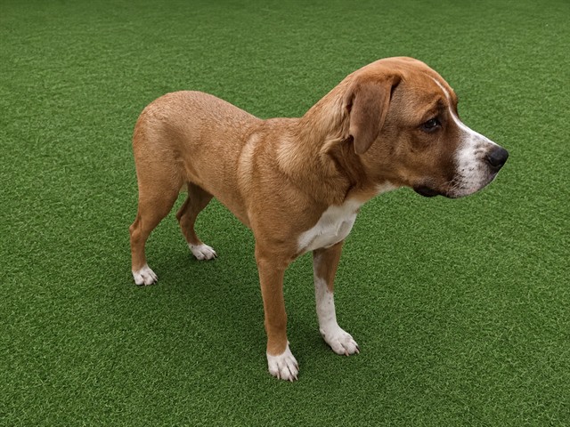 Shelter Stray Male Dog last seen , Lake Los Angeles, CA 93550