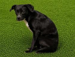Shelter Stray Male Dog last seen , Lake Los Angeles, CA 93550