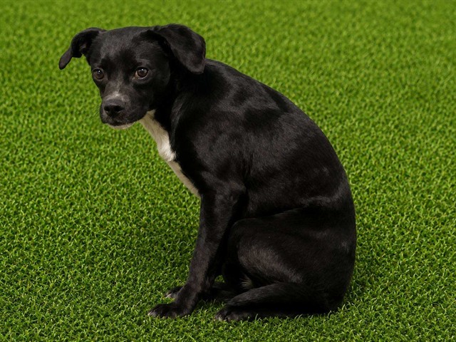 Shelter Stray Male Dog last seen , Lake Los Angeles, CA 93550