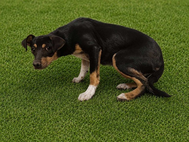 Shelter Stray Male Dog last seen , Lake Los Angeles, CA 93550