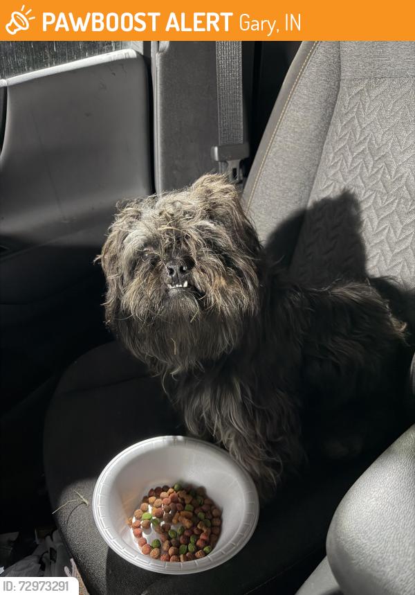 Found/Stray Male Dog last seen W fourth ave and w Bigger St gary IN, Gary, IN 46402