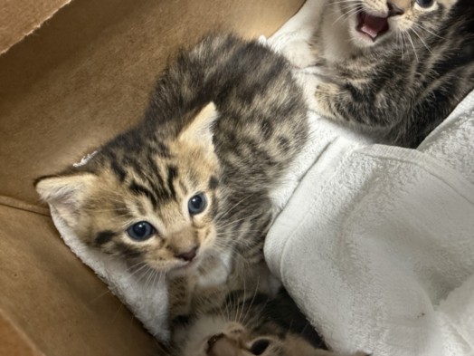 Shelter Stray Female Cat last seen , Chatsworth, CA 91311