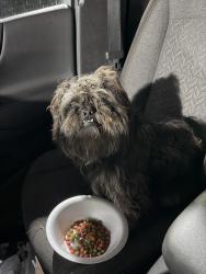 Found/Stray Male Dog last seen W fourth ave and w Bigger St gary IN, Gary, IN 46402