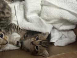 Shelter Stray Female Cat last seen , Chatsworth, CA 91311