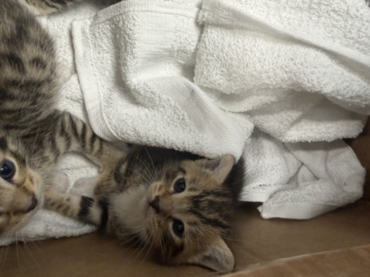 Shelter Stray Female Cat last seen , Chatsworth, CA 91311