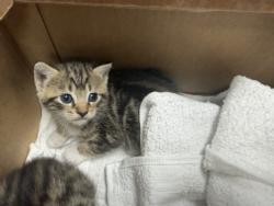 Shelter Stray Male Cat last seen , Chatsworth, CA 91311