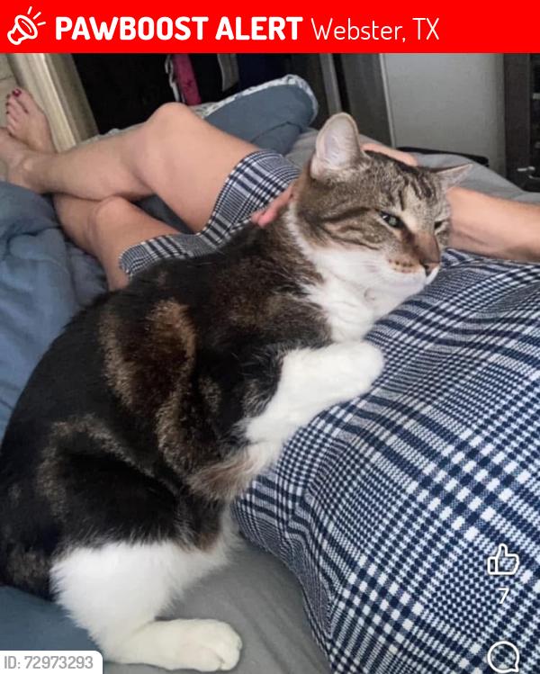 Lost Male Cat last seen Fife, Virginia Colony, Webster, TX 77598