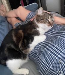 Lost Male Cat last seen Fife, Virginia Colony, Webster, TX 77598