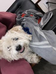 Found/Stray Male Dog last seen Rancho Verde Dr, San Jose, CA 95116