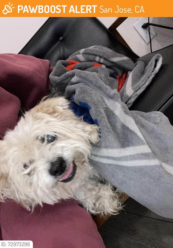 Found/Stray Male Dog last seen Rancho Verde Dr, San Jose, CA 95116