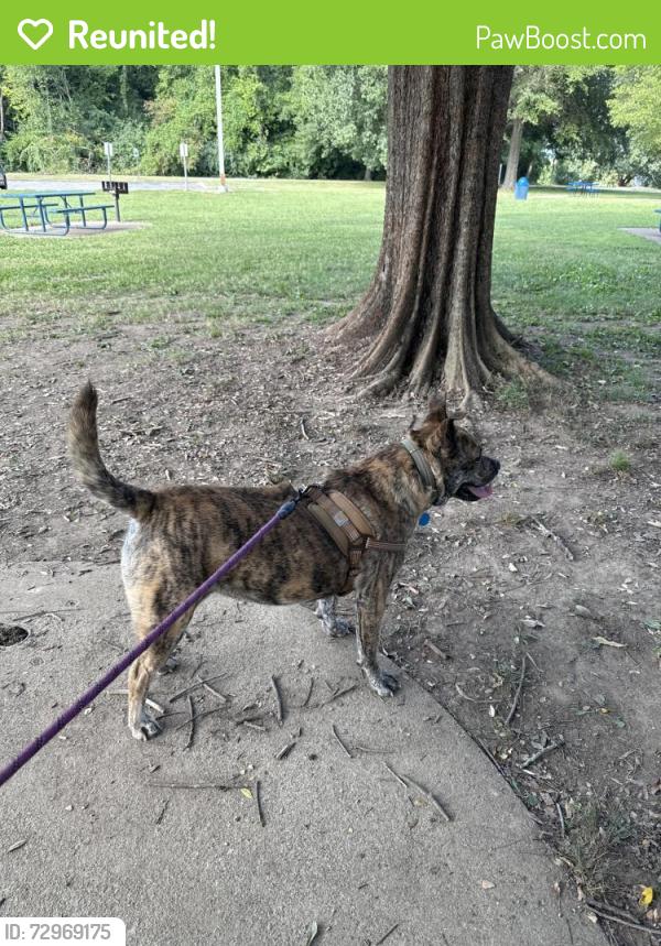 Reunited Female Dog last seen Corner of Steele rd and macksmith road went into the wood at the roundabout toward the woods, Rossville, GA 30741