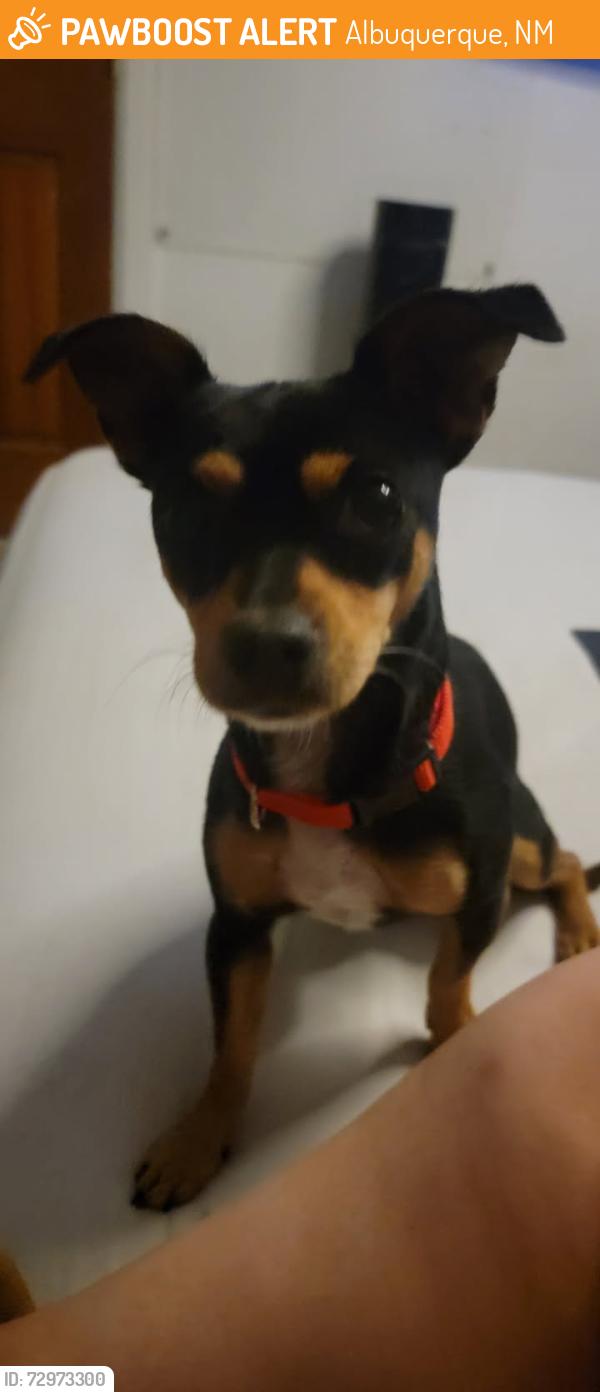 Found/Stray Male Dog last seen Comanche and Carlisle, Albuquerque, NM 87107