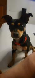 Found/Stray Male Dog last seen Comanche and Carlisle, Albuquerque, NM 87107