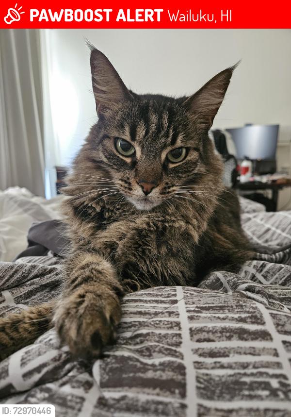 Lost Female Cat last seen Kumulaau Ohia and Komo Ohia in Kehalani, Wailuku, HI 96793