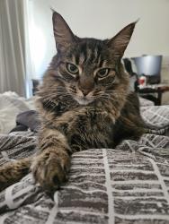 Lost Female Cat last seen Kumulaau Ohia and Komo Ohia in Kehalani, Wailuku, HI 96793