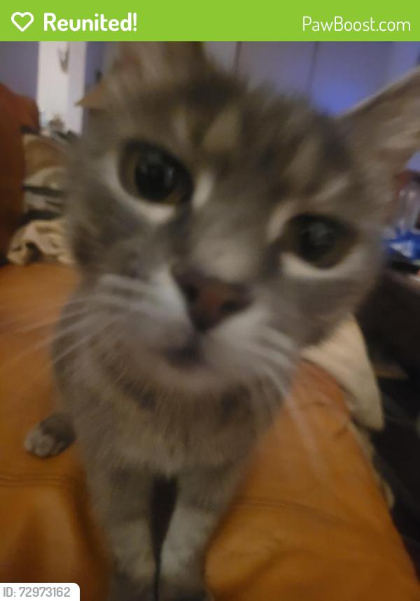 Reunited Female Cat last seen Near St. Paul by the Zoo, Rochester, NY 14617