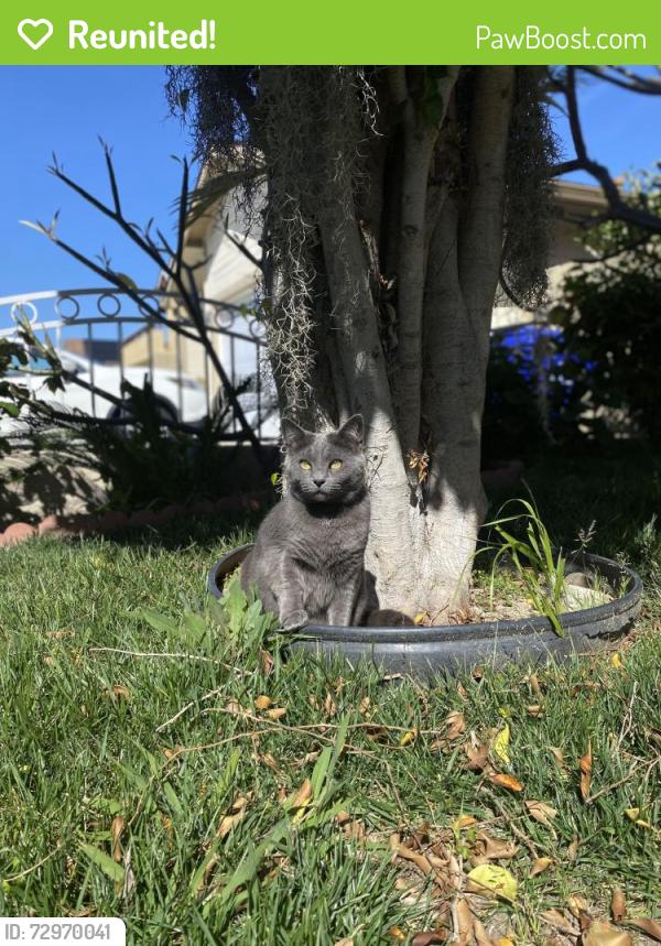 Reunited Female Cat last seen Falconfire way, Los Sonetos drive and Cadman , San Diego, CA 92114