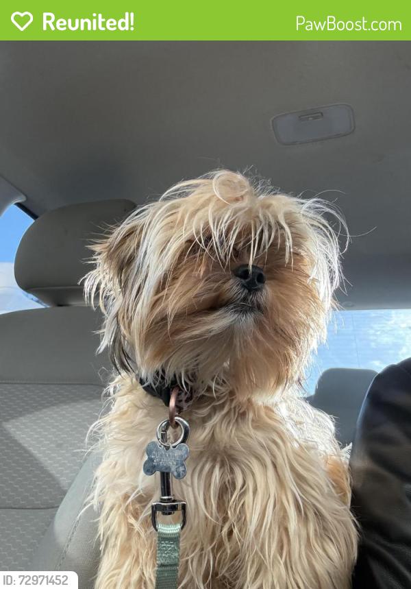 Reunited Female Dog last seen Perry ave, Bremerton, WA 98310