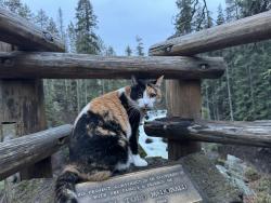 Lost Female Cat last seen neighborhood southwest of bellevue college, Bellevue, WA 98005