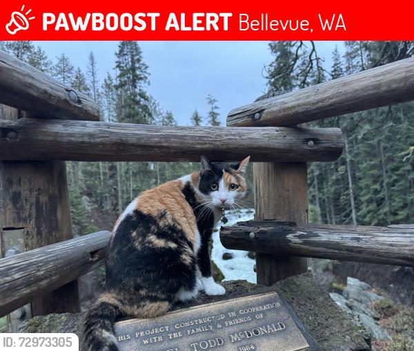 Lost Female Cat last seen neighborhood southwest of bellevue college, Bellevue, WA 98005