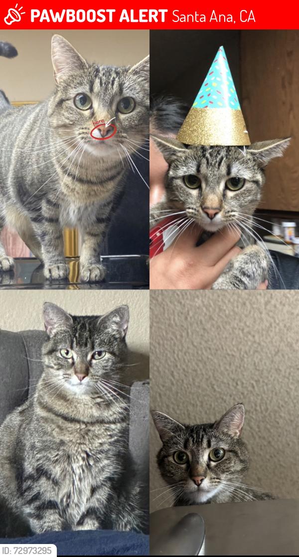 Lost Female Cat last seen I’m located towards main and Washington. But the whole entire neighborhood (surgeon), Santa Ana, CA 92701