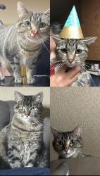 Lost Female Cat last seen I’m located towards main and Washington. But the whole entire neighborhood (surgeon), Santa Ana, CA 92701