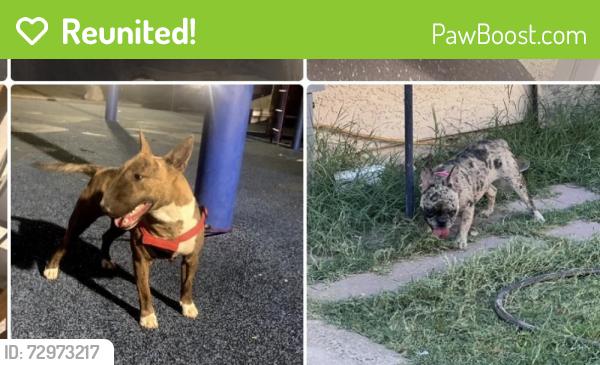 Reunited Female Dog last seen Linn and washer , Las Vegas, NV 89110