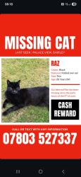 Lost Male Cat last seen Bridle road, Greater London, England CR0