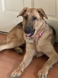 Lost Female Dog last seen E Benson Hwy, Tucson, AZ 85706