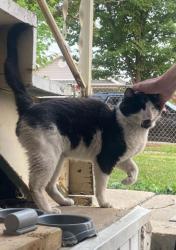 Lost Male Cat last seen S Laramie Ave Chicago IL , Cook County, IL 60804