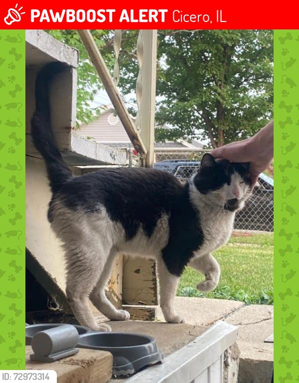 Lost Male Cat last seen S Laramie Ave Chicago IL , Cook County, IL 60804