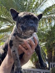 Lost Male Dog last seen 213th and dolores, Carson City, NV 89703