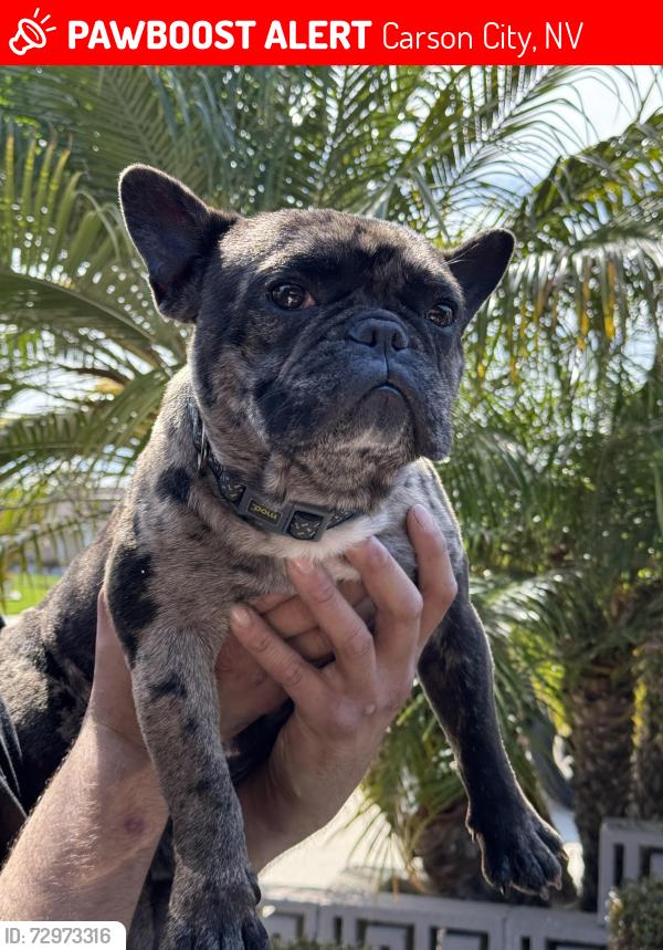 Lost Male Dog last seen 213th and dolores, Carson City, NV 89703