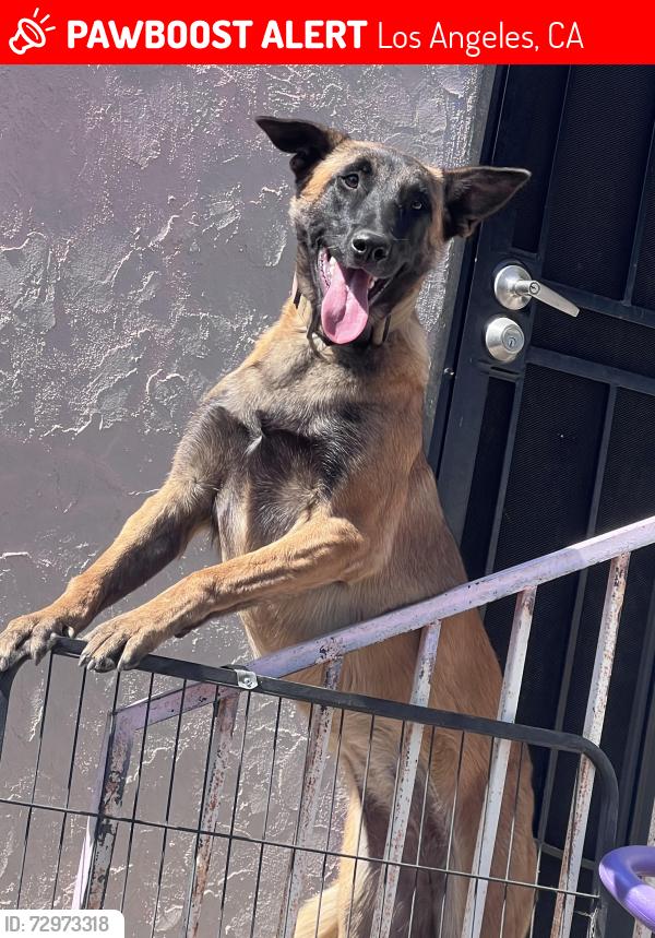 Lost Female Dog last seen Denker and 67 , Los Angeles, CA 90062