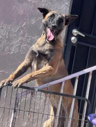 Lost Female Dog last seen Denker and 67 , Los Angeles, CA 90062