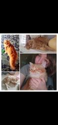 Reunited Male Cat last seen 122nd & Holmes rd Kcmo 64145, Kansas City, MO 64146