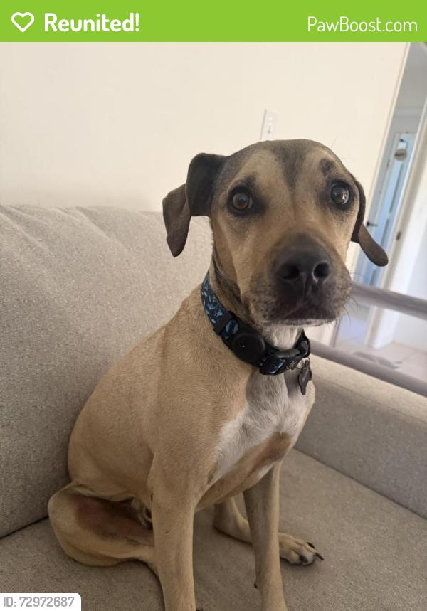 Reunited Male Dog last seen Kings Lake Blvd , Naples, FL 34112