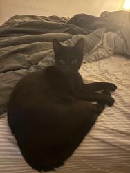 Lost Female Cat last seen Barnes mill, Marietta, GA 30062