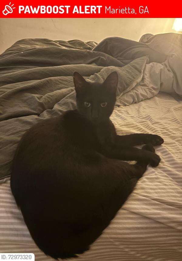 Lost Female Cat last seen Barnes mill, Marietta, GA 30062