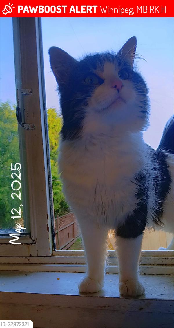 Lost Male Cat last seen Munroe Ave Intersection , Winnipeg, MB R2K 2H8