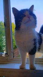 Lost Male Cat last seen Munroe Ave Intersection , Winnipeg, MB R2K 2H8