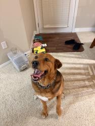 Reunited Male Dog last seen Orchard Park, Sacramento, CA 95833